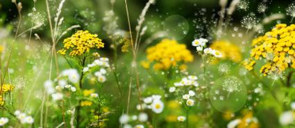 Allergien Heuschnupfen TCM Muenchen