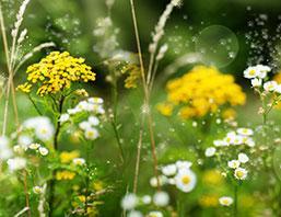 Pollenallergie Heuschnupfen TCM Muenchen